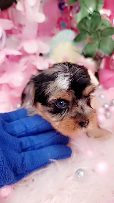 Blueberry, a female Yorkshire Terrier for sale in Harker Heights, TX – 9 of 9