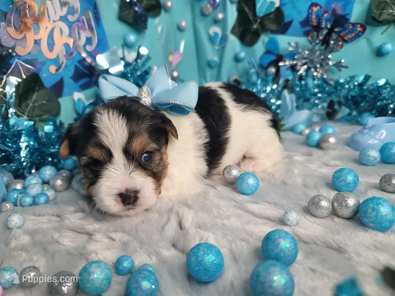 Sage – Yorkshire Terrier puppy for sale in Harker Heights, TX