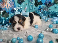 Sage, a male Yorkshire Terrier for sale in Harker Heights, TX – 1 of 5