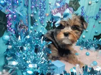 Jelly Roll, a male Yorkshire Terrier for sale in Harker Heights, TX – Photo 3 of 3