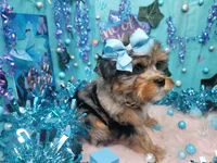 Jelly Roll, a male Yorkshire Terrier for sale in Harker Heights, TX – Photo 2 of 3
