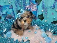 Jelly Roll, a male Yorkshire Terrier for sale in Harker Heights, TX – Photo 1 of 3