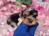 Blueberry, a female Yorkshire Terrier for sale in Harker Heights, TX – 7 of 9