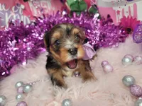 Raspberry , a female Yorkshire Terrier for sale in Harker Heights, TX – 2 of 9