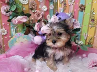 Basil, a female Yorkshire Terrier for sale in Harker Heights, TX – 3 of 10