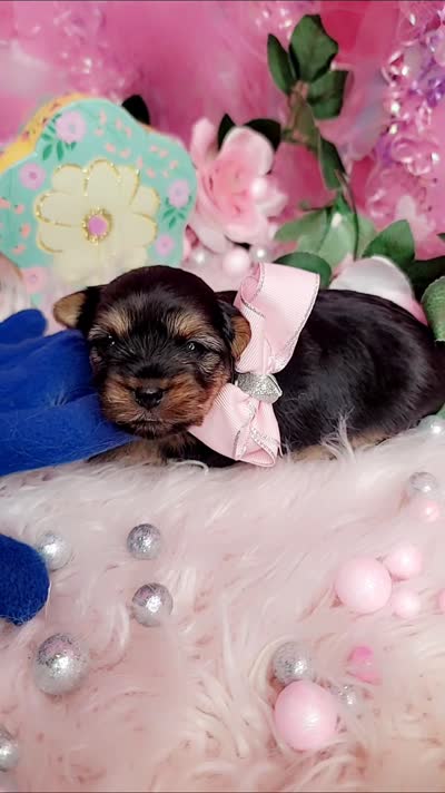 Lavender , a female Yorkshire Terrier for sale in Harker Heights, TX – 2 of 2