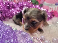 Raspberry , a female Yorkshire Terrier for sale in Harker Heights, TX – 6 of 9