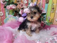 Basil, a female Yorkshire Terrier for sale in Harker Heights, TX – 2 of 10