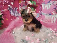 Basil, a female Yorkshire Terrier for sale in Harker Heights, TX – 8 of 10