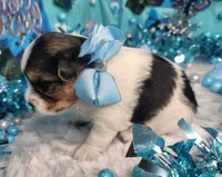 Sage, a male Yorkshire Terrier for sale in Harker Heights, TX – 2 of 5