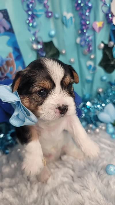 Sage, a male Yorkshire Terrier for sale in Harker Heights, TX – 5 of 5