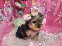 Basil, a female Yorkshire Terrier for sale in Harker Heights, TX – 9 of 10