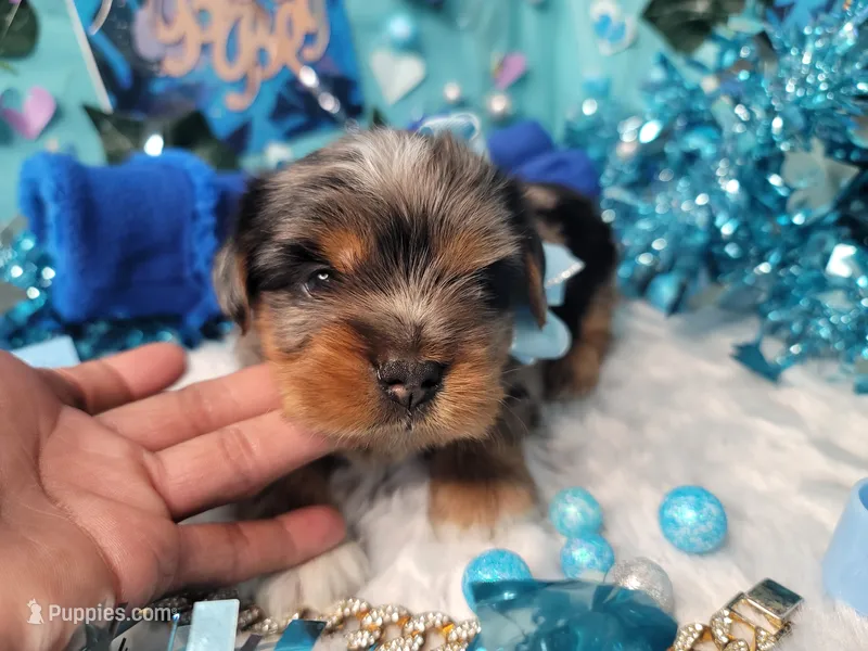 Elderberry – Yorkshire Terrier puppy for sale in Harker Heights, TX
