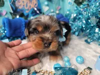 Elderberry, a male Yorkshire Terrier for sale in Harker Heights, TX – 1 of 10