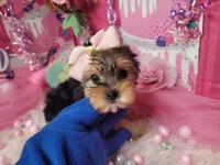 Basil, a female Yorkshire Terrier for sale in Harker Heights, TX – 7 of 10