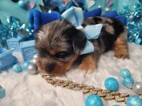 Elderberry, a male Yorkshire Terrier for sale in Harker Heights, TX – 4 of 10