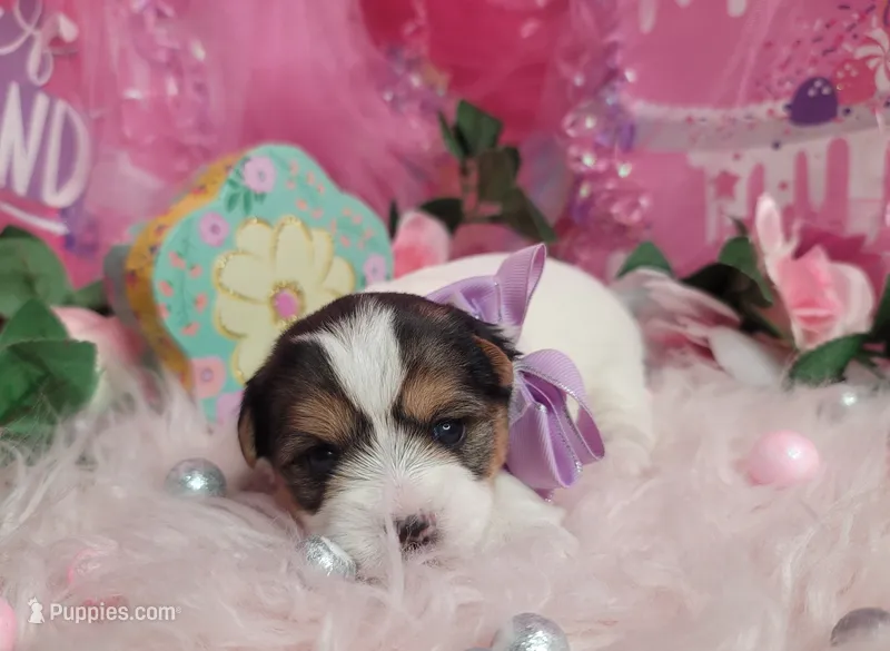 Rosemarry – Yorkshire Terrier puppy for sale in Harker Heights, TX