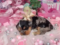 Blueberry, a female Yorkshire Terrier for sale in Harker Heights, TX – 4 of 9