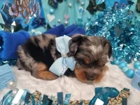 Elderberry, a male Yorkshire Terrier for sale in Harker Heights, TX – 3 of 10