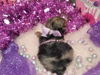 Raspberry , a female Yorkshire Terrier for sale in Harker Heights, TX – 8 of 9