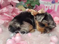 Blueberry, a female Yorkshire Terrier for sale in Harker Heights, TX – 2 of 9