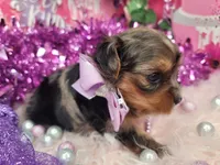 Raspberry , a female Yorkshire Terrier for sale in Harker Heights, TX – 5 of 9