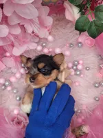 Blueberry, a female Yorkshire Terrier for sale in Harker Heights, TX – 6 of 9