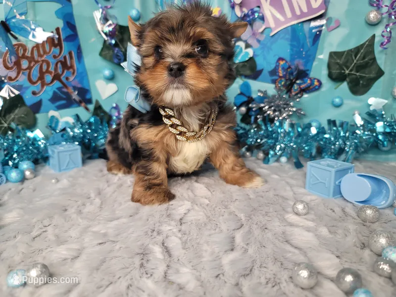 Elderberry – Yorkshire Terrier puppy for sale in Harker Heights, TX