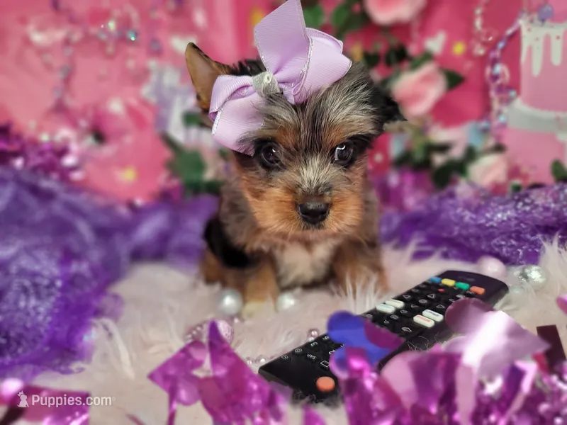Raspberry  – Yorkshire Terrier puppy for sale in Harker Heights, TX
