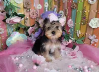 Basil, a female Yorkshire Terrier for sale in Harker Heights, TX – 5 of 10