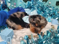 Elderberry, a male Yorkshire Terrier for sale in Harker Heights, TX – 7 of 10
