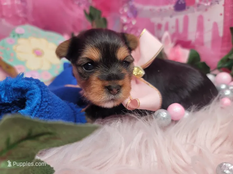 Basil – Yorkshire Terrier puppy for sale in Harker Heights, TX