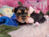 Basil, a female Yorkshire Terrier for sale in Harker Heights, TX – 1 of 3