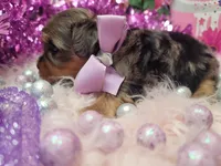 Raspberry , a female Yorkshire Terrier for sale in Harker Heights, TX – 3 of 9