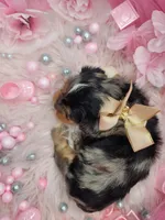 Blueberry, a female Yorkshire Terrier for sale in Harker Heights, TX – 3 of 9