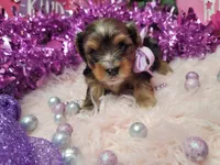 Raspberry , a female Yorkshire Terrier for sale in Harker Heights, TX – 4 of 9