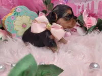 Basil, a female Yorkshire Terrier for sale in Harker Heights, TX – 2 of 3
