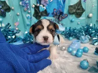 Sage, a male Yorkshire Terrier for sale in Harker Heights, TX – 3 of 5