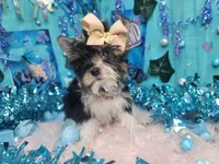 Cuddles, a male Yorkshire Terrier for sale in Harker Heights, TX – Photo 3 of 4