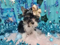 Cuddles, a male Yorkshire Terrier for sale in Harker Heights, TX – Photo 4 of 4