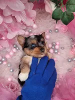 Blueberry, a female Yorkshire Terrier for sale in Harker Heights, TX – 5 of 9