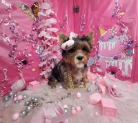 Adorable , a female Yorkshire Terrier for sale in Harker Heights, TX – Photo 4 of 6