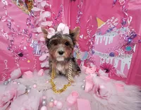 Adorable , a female Yorkshire Terrier for sale in Harker Heights, TX – Photo 2 of 6