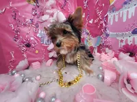 Adorable , a female Yorkshire Terrier for sale in Harker Heights, TX – Photo 6 of 6