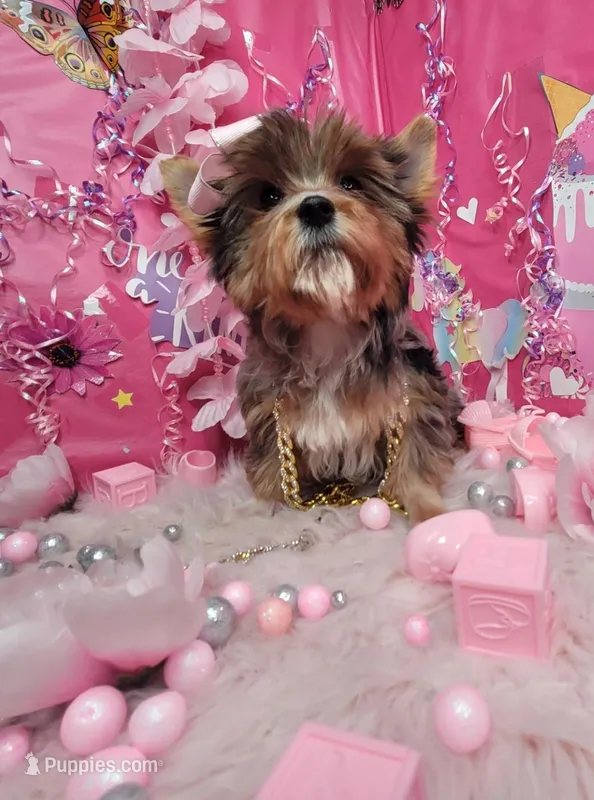 Adorable , a female Yorkshire Terrier for sale in Harker Heights, TX – Photo 1 of 6