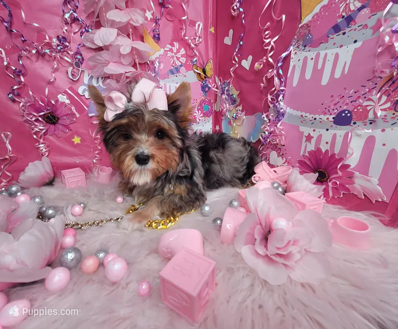 Adorable  – Yorkshire Terrier puppy for sale in Harker Heights, TX