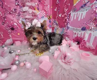 Adorable , a female Yorkshire Terrier for sale in Harker Heights, TX – Photo 3 of 6