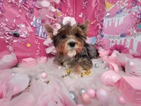 Adorable , a female Yorkshire Terrier for sale in Harker Heights, TX – Photo 5 of 6