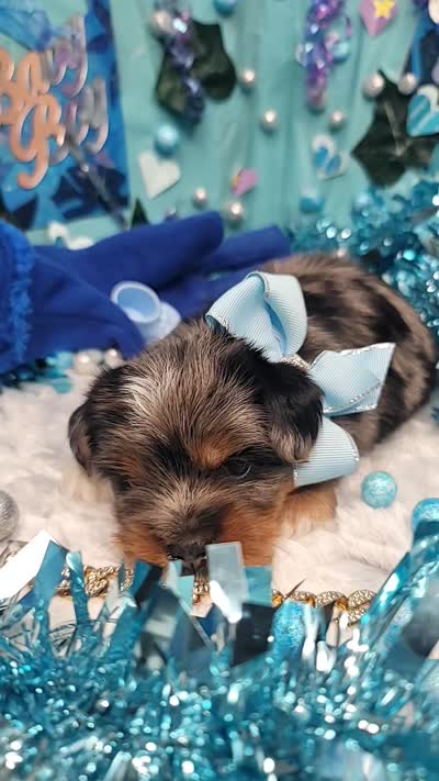 Elderberry, a male Yorkshire Terrier for sale in Harker Heights, TX – 10 of 10