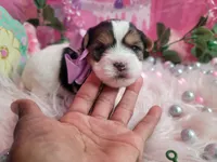 Rosemarry, a female Yorkshire Terrier for sale in Harker Heights, TX – 2 of 4